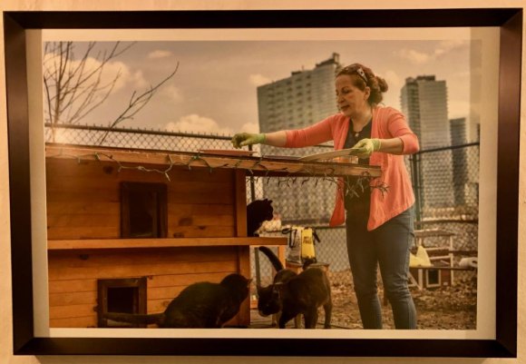 Roosevelt Island in Soho, in Pictures Rossana Ceruzzi at the Southpoint cat sanctuary.